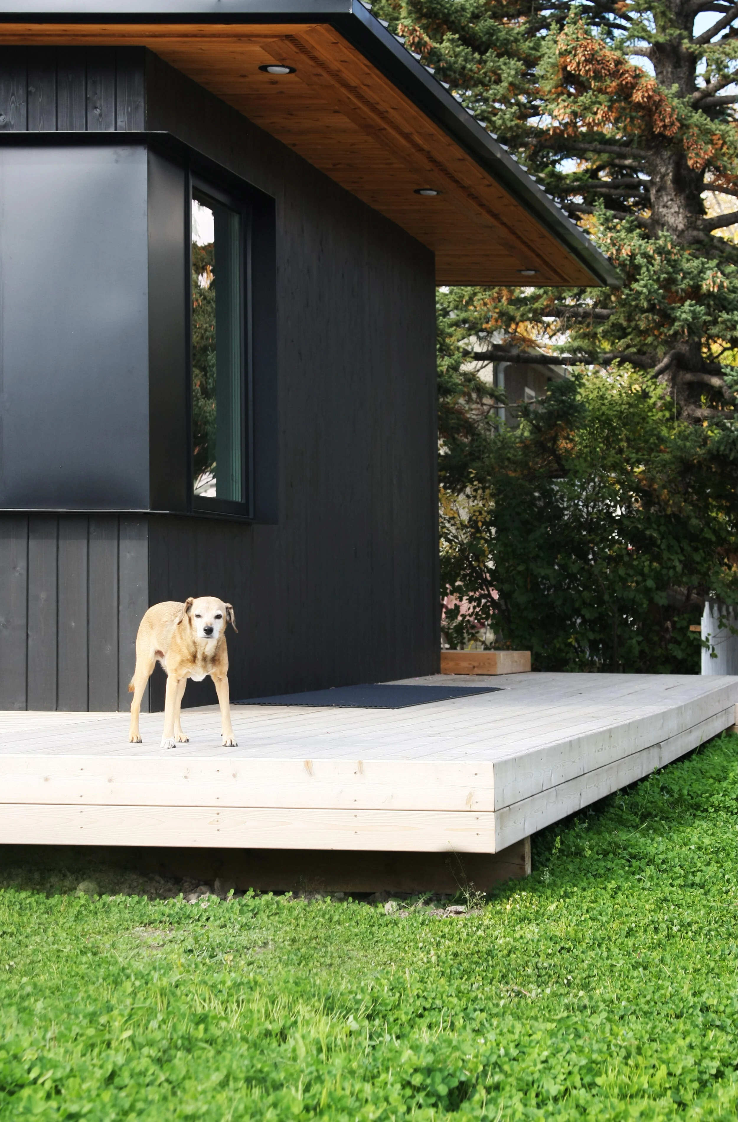 Hillhurst Laneway | Explore Innovative Laneway Living — Studio North